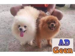 Shot hight long hair pomeranian puppies male female available